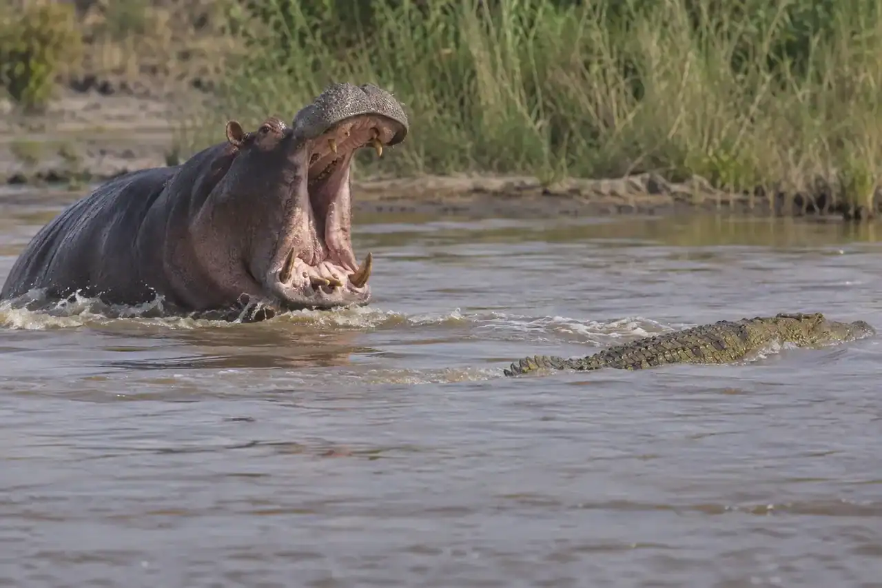 Adult hippo gives an open-mouth warning as a Nile crocodile moves away