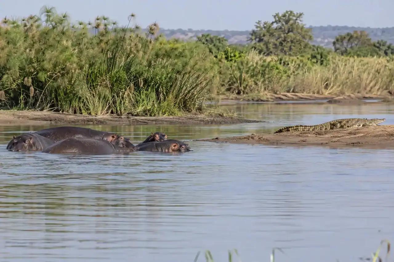 A pod of adult hippos and a Nile crocodile occupying separate parts of a river