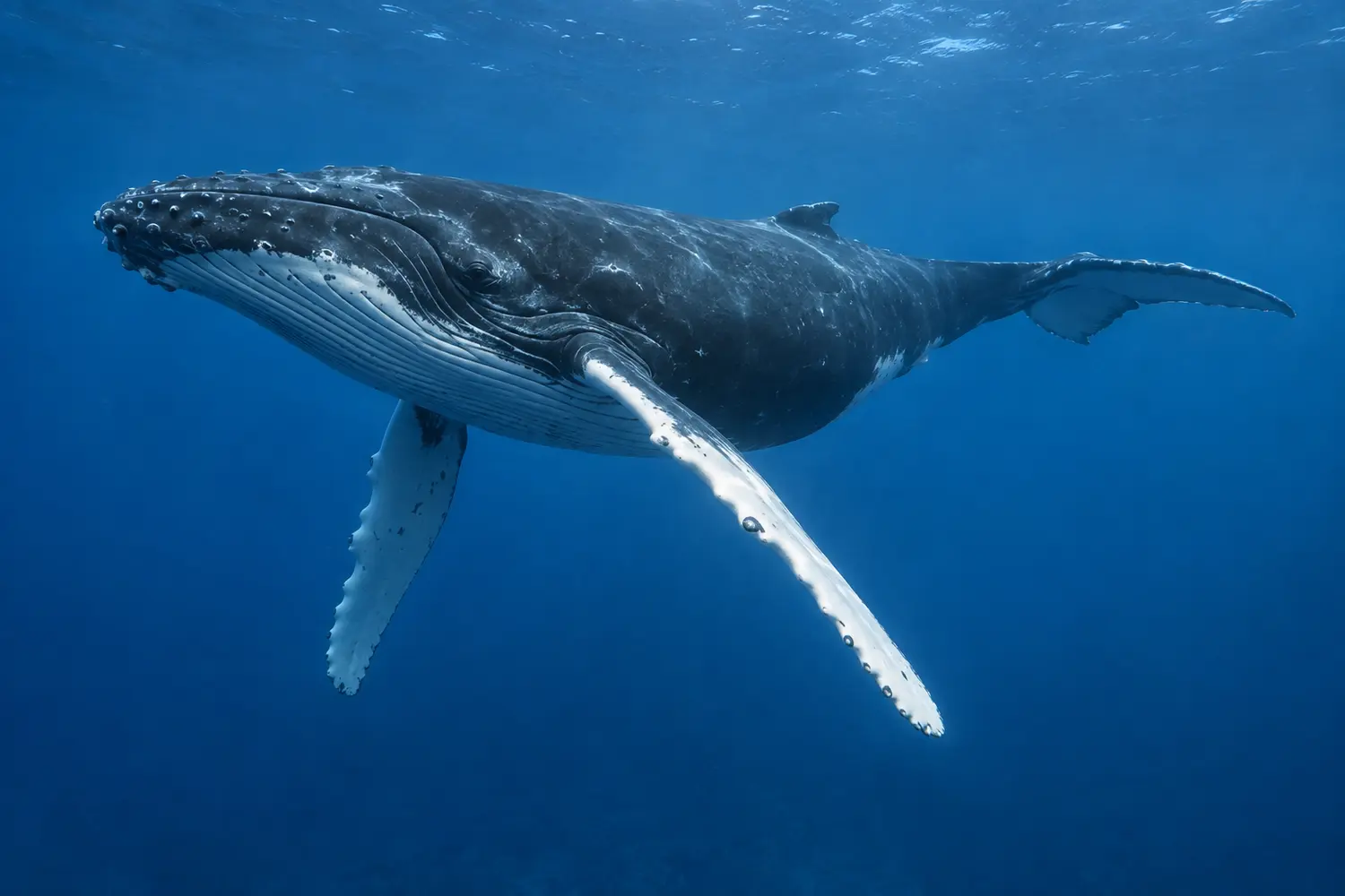 AI-generated documentary-style view of a humpback whale showing its exceptionally long pectoral flippers.