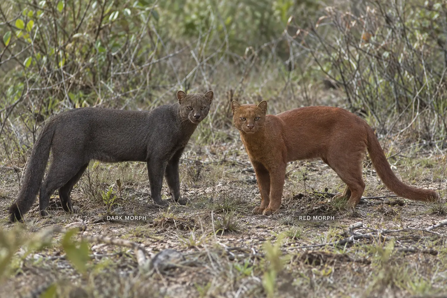 Dark gray and reddish jaguarundi color morphs