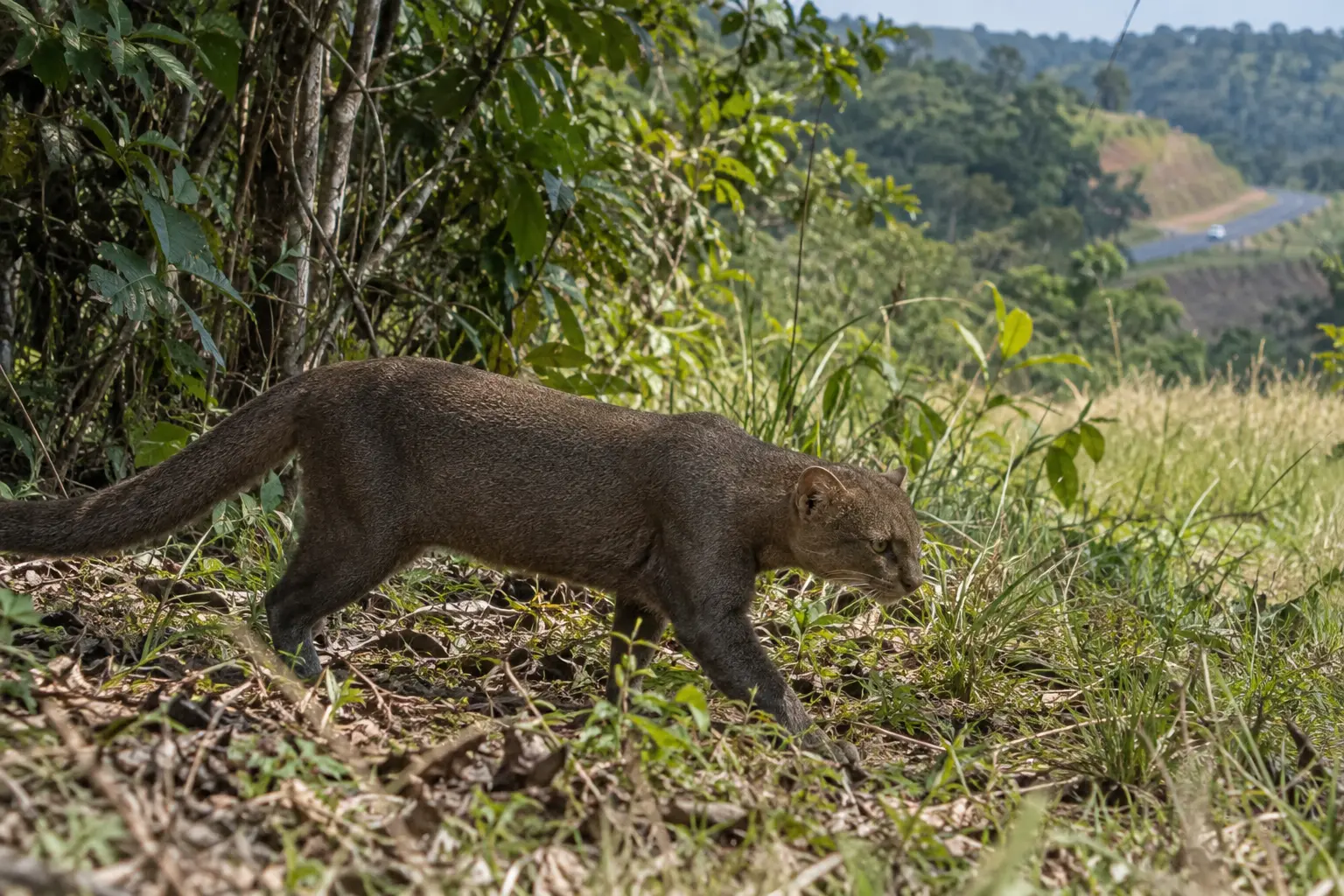Jaguarundi moving along a forest and grassland edge near a distant road