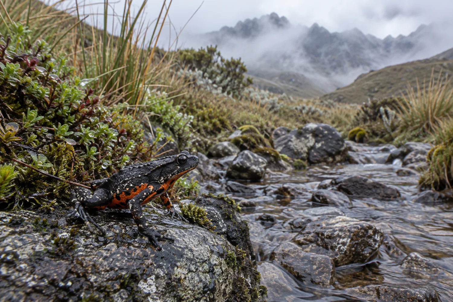 Black-and-orange Jambato harlequin toad in wet páramo habitat beside a rocky stream.