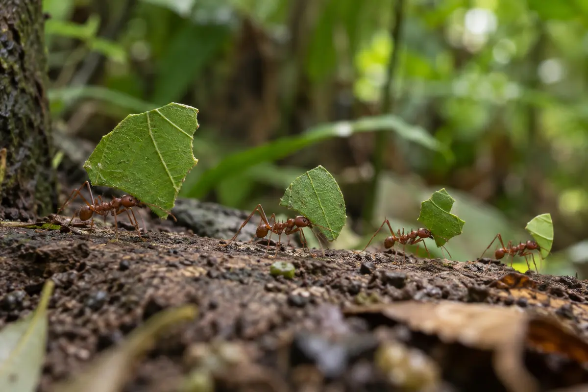 Leaf-cutter ants carrying differently sized leaf fragments