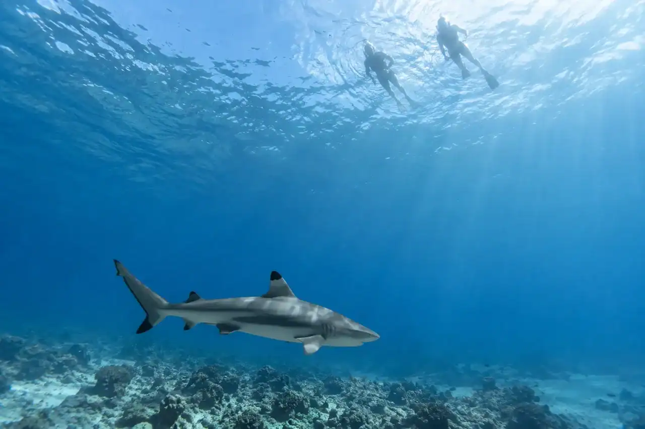 A reef shark swimming far below two people at the ocean surface