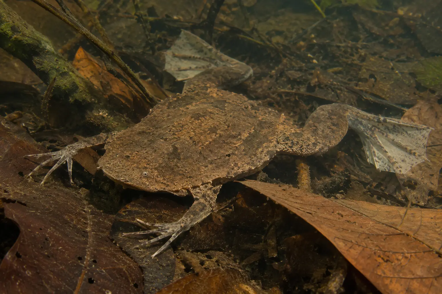 Flat brown Surinam toad camouflaged among underwater leaf litter