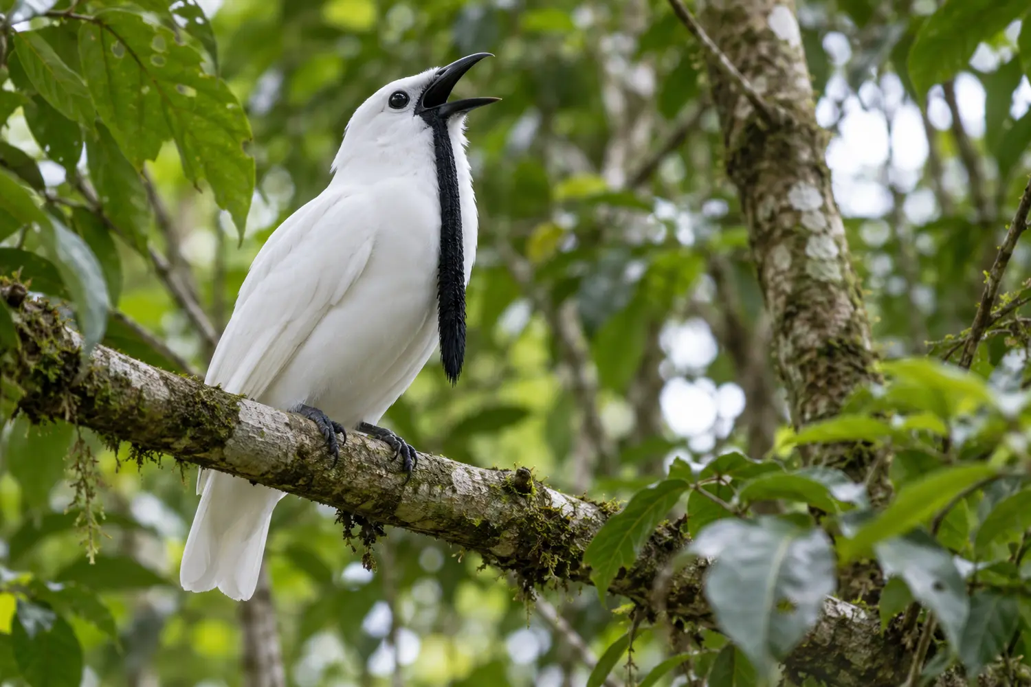 Male white bellbird with white plumage and a long black wattle calling from a rainforest branch.