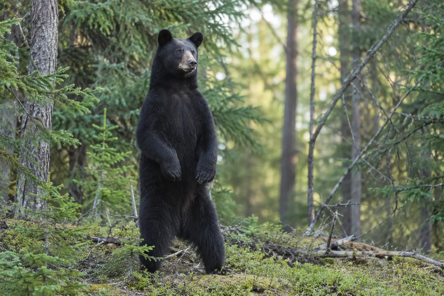 American black bear standing upright in a forest
