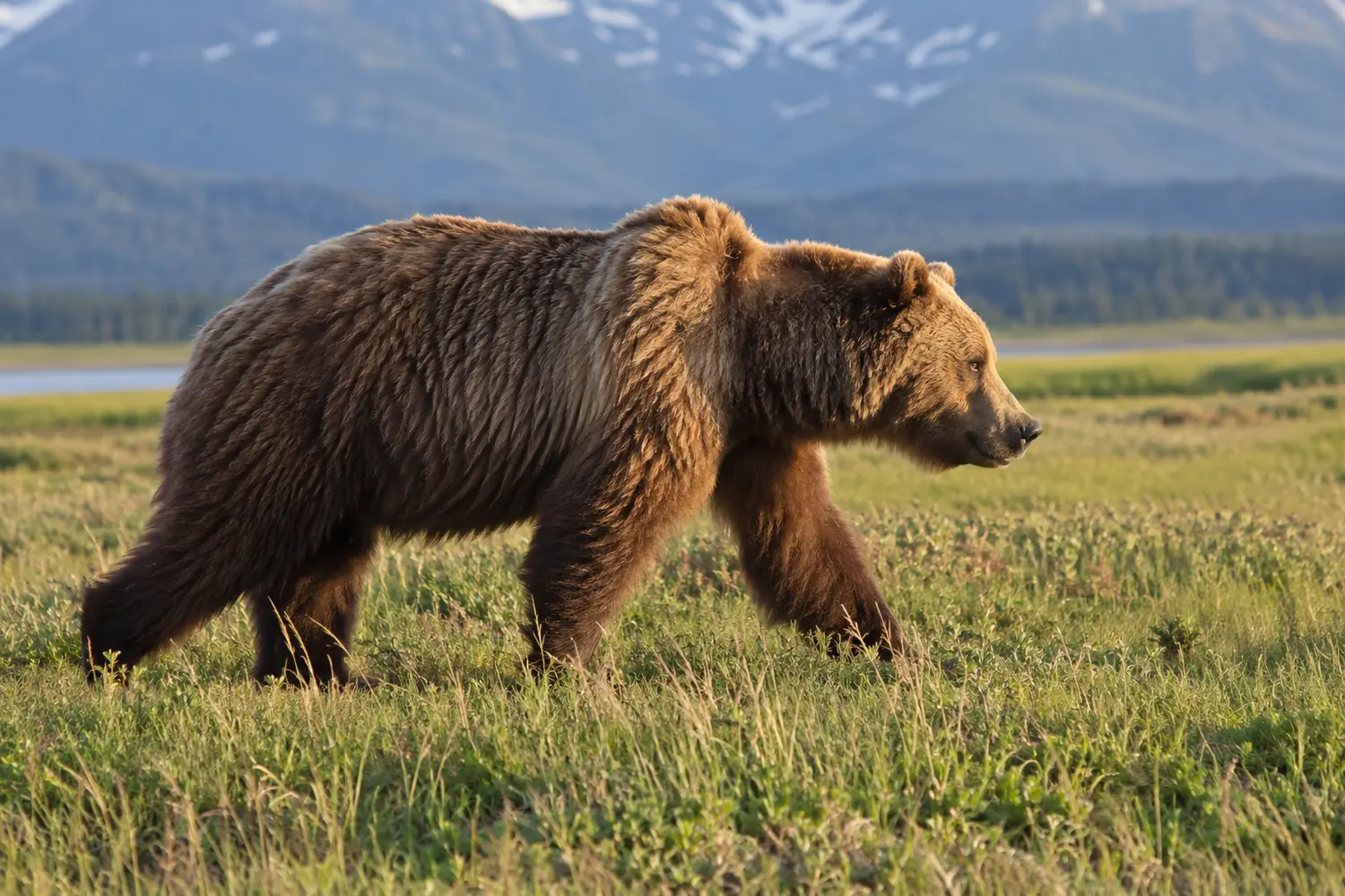Large brown bear walking on all fours in Alaska