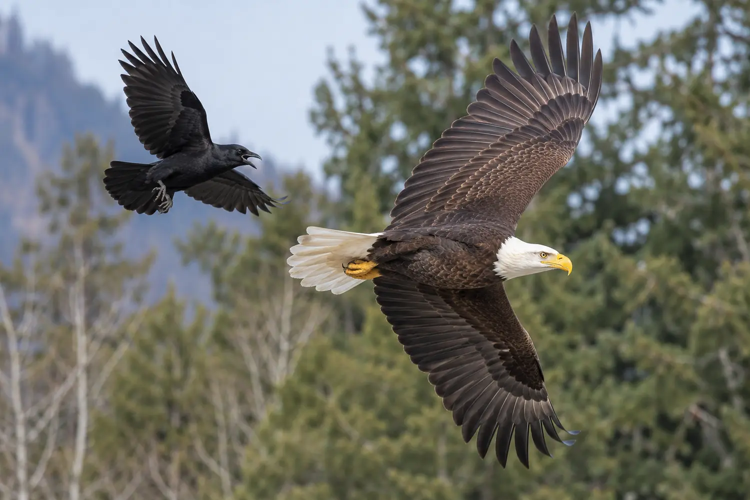 American crow making a close aerial pass behind a bald eagle