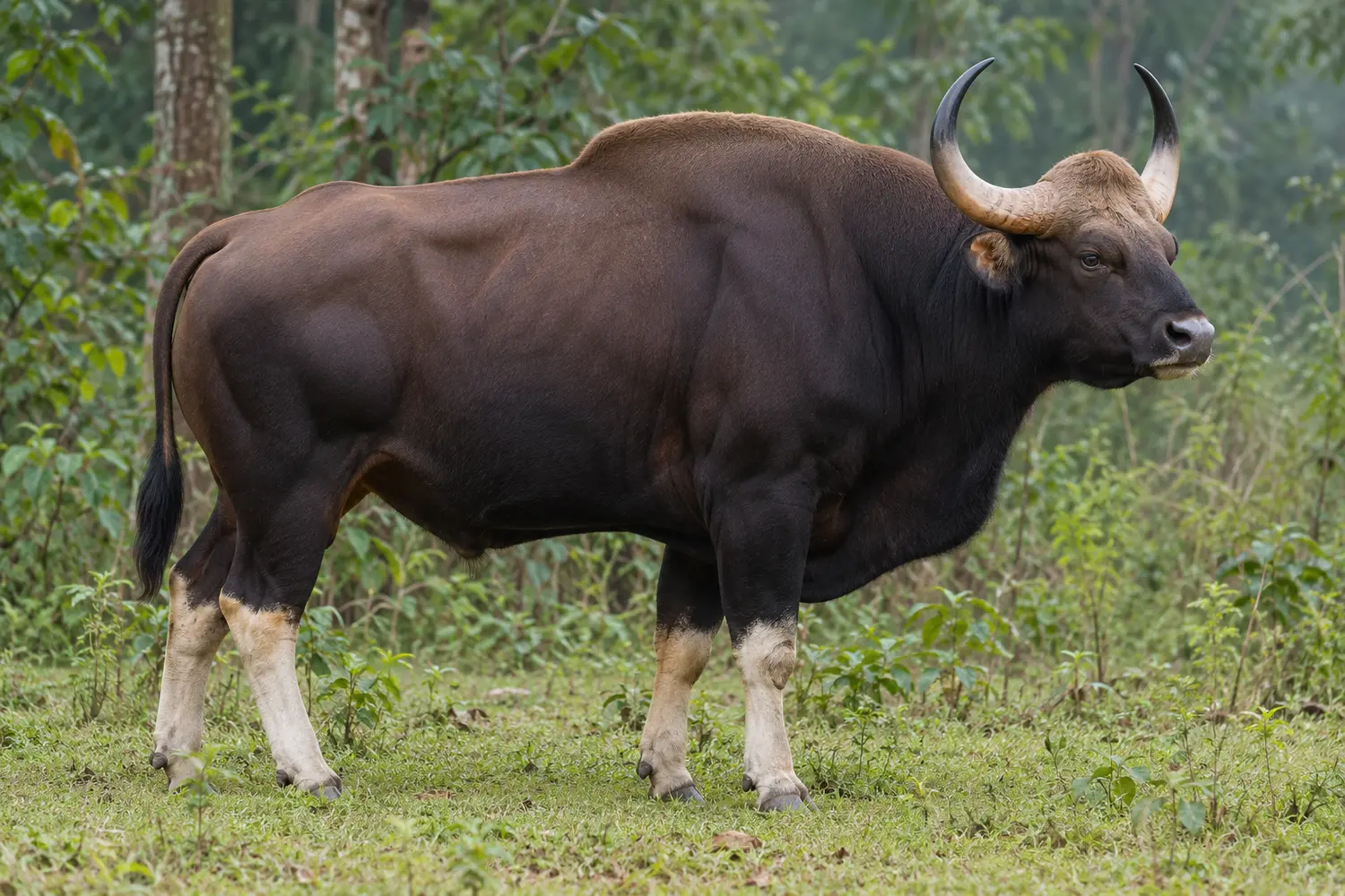 Side profile of an adult male gaur showing its high shoulder ridge and pale lower legs