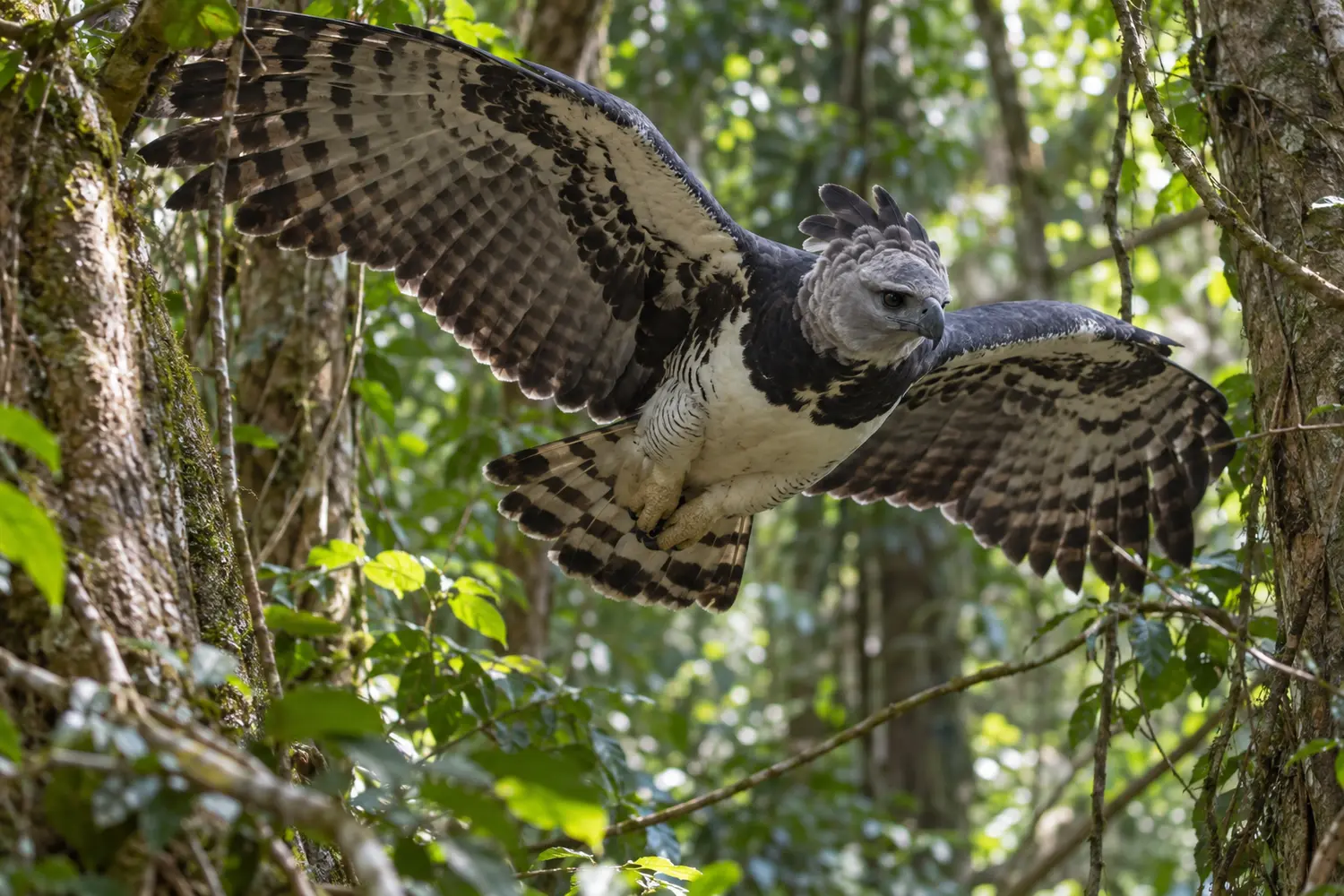 Harpy eagle flying between trees beneath the rainforest canopy