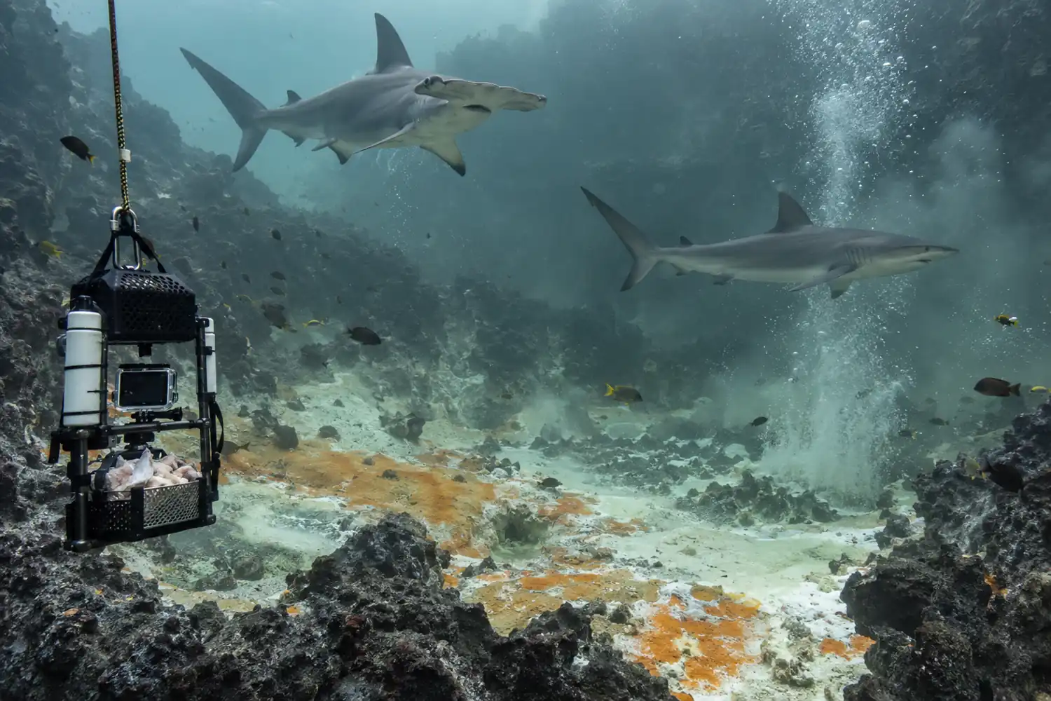 Baited camera rig with a scalloped hammerhead and silky shark inside a volcanic crater