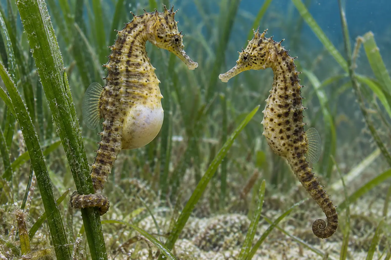 Male seahorse with an enlarged brood pouch beside another seahorse