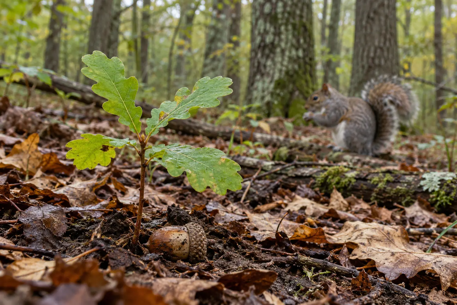 Young oak seedling emerging beside an acorn with a gray squirrel in the forest